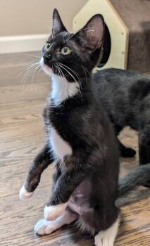 Twix -  Domestic Short Hair Cat for Adoption in Wayne, New Jersey - Twix | PetCurious