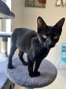 Cleo -  Domestic Short Hair Cat for Adoption in Bowling Green, Ohio - Cleo | PetCurious