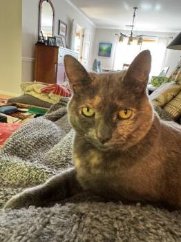 Rescue Domestic Short Hair Cats for Adoption in Cincinnati, Ohio - Queenie | PetCurious