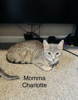 Domestic Short Hair Cats Available for Adoption in Reno, Nevada - Charlotte | PetCurious