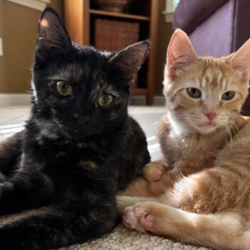 Souja -  Domestic Short Hair Cat for Adoption in Hopkinton, Massachusetts - Souja | PetCurious