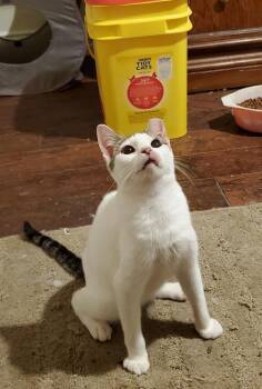 Domestic Short Hair Cats Available for Adoption in Dallas, Texas - Rue Royal 8259 | PetCurious