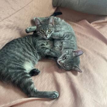Domestic Short Hair Cats Available for Adoption - Gummy & Rose (bonded Pair) | PetCurious