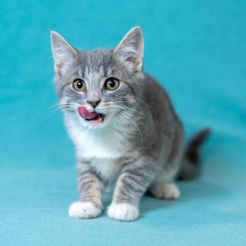 Domestic Short Hair Cats Available for Adoption - Ms. Grey | PetCurious