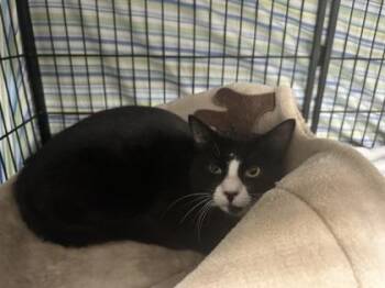 Calhoun -  Domestic Short Hair Cat for Adoption in Lowell, Massachusetts - Calhoun | PetCurious