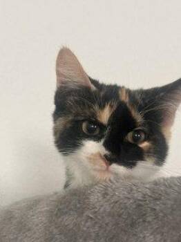 Princess -  Calico Cat for Adoption in Irving, Texas - Princess | PetCurious