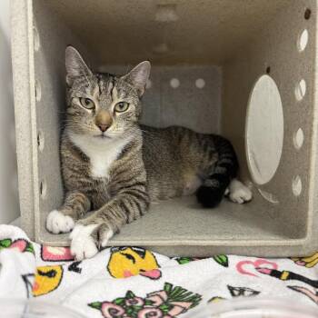Domestic Short Hair Cats Available for Adoption in Philadelphia, Pennsylvania - Daria | PetCurious