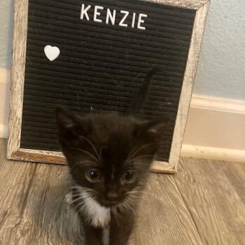 Kenzie C12002 -  Domestic Short Hair Cat for Adoption - Kenzie C12002 | PetCurious