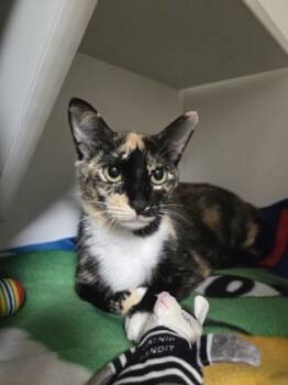 Applesauce -  Domestic Short Hair Cat for Adoption in Savannah, Georgia - Applesauce | PetCurious