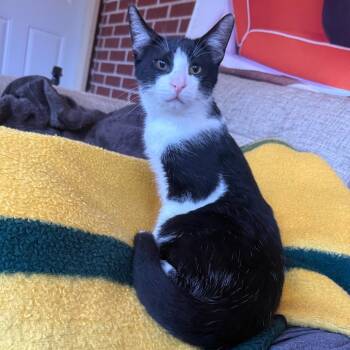 Colin Robinson -  Domestic Short Hair Cat for Adoption in Middleton, Wisconsin - Colin Robinson | PetCurious