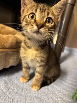 Mouse -  Domestic Short Hair Cat for Adoption in Metter, Georgia - Mouse | PetCurious