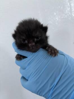 A596401 -  Domestic Short Hair Cat for Adoption in San Bernardino, California - A596401 | PetCurious