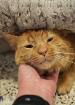 Domestic Long Hair Cats Available for Adoption in Aiken, South Carolina - Doc Hudson 48972 | PetCurious