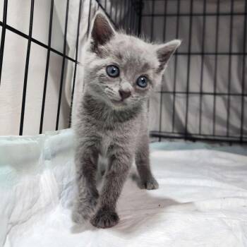 Gabor -  Domestic Short Hair Cat Available for Adoption in Piscataway, New Jersey - Gabor | PetCurious