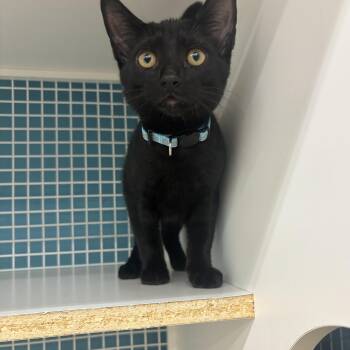 Domestic Short Hair Cats Available for Adoption in Statesboro, Georgia - Pip | PetCurious