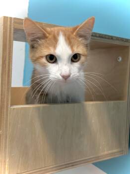 Pretty Sweet -  Domestic Short Hair Cat for Adoption in Estherville, Iowa - Pretty Sweet | PetCurious