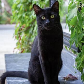 Cider ARC2026-590 -  American Shorthair Cat for Adoption in Akron, New York - Cider ARC2026-590 | PetCurious