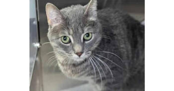 Rescue Domestic Medium Hair Cats for Adoption in Virginia Beach, Virginia - Meatball Fka Mr. Burns | PetCurious