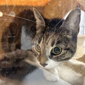 Rescue Domestic Short Hair Cats for Adoption in Philadelphia, Pennsylvania - Nova | PetCurious