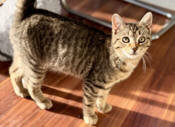 Domestic Short Hair Cats Available for Adoption - Cosmo | PetCurious
