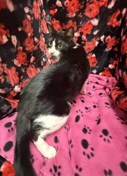 Domestic Short Hair Cats Available for Adoption - BELLA BELLE | PetCurious