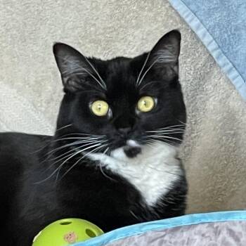 Valentine - Big beautiful Tuxie -  Tuxedo Cat for Adoption in Fountain Valley, California - Valentine - Big Beautiful Tuxie | PetCurious