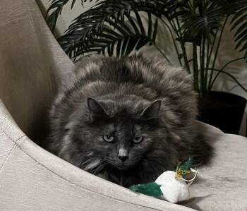 Domestic Medium Hair and Russian Blue Cats Available for Adoption in Aurora, Colorado - Rosemary | PetCurious