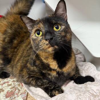 Judge Judy -  Domestic Short Hair Cat for Adoption in Waynesville, North Carolina - Judge Judy | PetCurious
