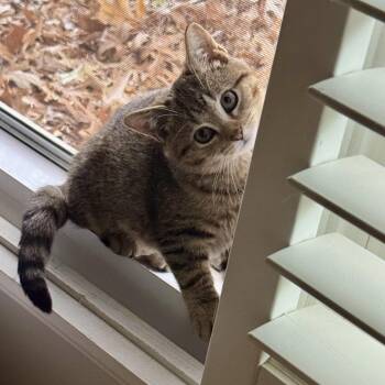 Rescue Tabby Cats for Adoption in Memphis, Tennessee - Tempest | PetCurious