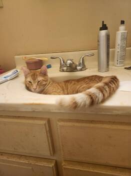 Oscar Wilde -  Domestic Short Hair Cat for Adoption in Dyersburg, Tennessee - Oscar Wilde | PetCurious
