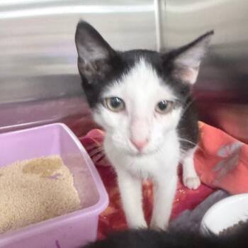 Chicken -  Domestic Short Hair Cat for Adoption in Jupiter, Florida - Chicken | PetCurious