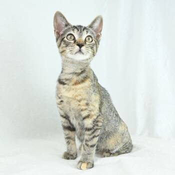 Rescue Domestic Short Hair and Abyssinian Cats for Adoption in Mobile, Alabama - Muffin | PetCurious