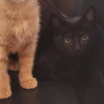 Titos -  Domestic Short Hair Cat for Adoption in New Fairfield, Connecticut - Titos | PetCurious