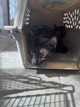 Domestic Short Hair Cats Available for Adoption - SALEM | PetCurious