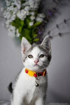 Margaret -  Domestic Short Hair Cat for Adoption in Yakima, Washington - Margaret | PetCurious