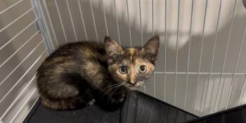 MELODY -  Domestic Short Hair Cat for Adoption in Ocala, Florida - MELODY | PetCurious