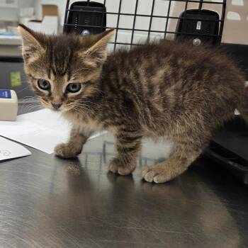 Billy the Kit -  Domestic Short Hair Cat for Adoption in Chattanooga, Tennessee - Billy The Kit | PetCurious