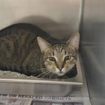 Picante -  Domestic Short Hair Cat for Adoption in Largo, Florida - Picante | PetCurious