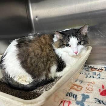 Pickle -  Domestic Long Hair Cat for Adoption in Beaumont, Texas - Pickle | PetCurious