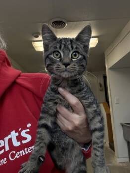 Rescue Domestic Short Hair Cats for Adoption in Morristown, New Jersey - Scooby | PetCurious