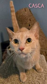 Casca -  Domestic Short Hair Cat for Adoption in Adrian, Michigan - Casca | PetCurious