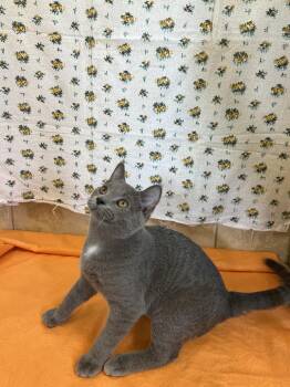 Smokey -  Domestic Short Hair Cat for Adoption in Upper Sandusky, Ohio - Smokey | PetCurious
