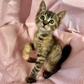 Pepper* -  Domestic Short Hair Cat for Adoption in San Gabriel, California - Pepper* | PetCurious