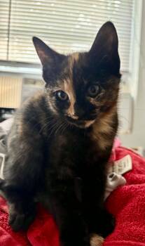 Poppy -  Tortoiseshell Cat for Adoption in Warren, New Jersey - Poppy | PetCurious