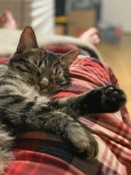 Rescue Domestic Short Hair Cats for Adoption in Battle Ground, Washington - Winnie | PetCurious