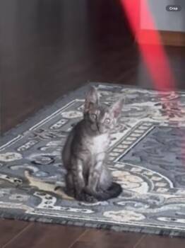 Matcha -  Domestic Short Hair Cat for Adoption in Vancouver, Washington - Matcha | PetCurious