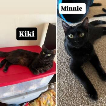 Domestic Short Hair Cats Available for Adoption in Minneapolis, Minnesota - Kiki / Minnie | PetCurious