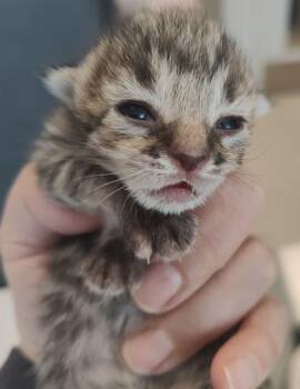 Charlotte (white collar) -  Domestic Short Hair Cat for Adoption in Lafayette, Indiana - Charlotte (white Collar) | PetCurious