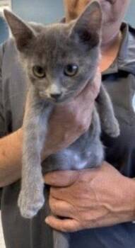 Fawn -  Domestic Short Hair Cat for Adoption in Wheaton, Illinois - Fawn | PetCurious