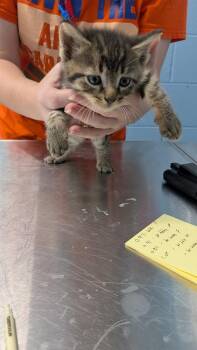 Hereford -  Domestic Short Hair Cat for Adoption in Evansville, Indiana - Hereford | PetCurious